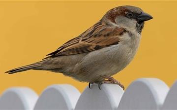 Sparrow Sperling All Mac wallpaper