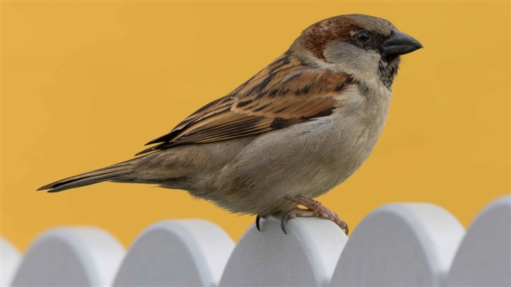 Sparrow Sperling Mac Wallpaper
