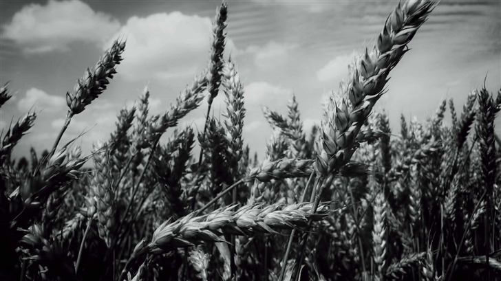 Grain Field Mac Wallpaper