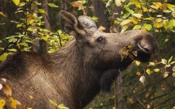 Moose In Fall All Mac wallpaper