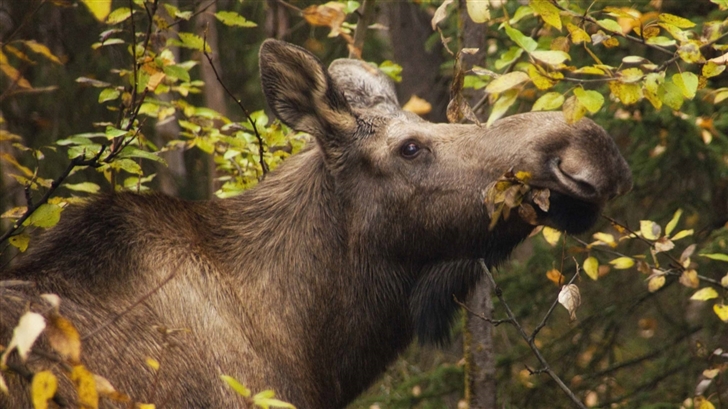 Moose In Fall Mac Wallpaper