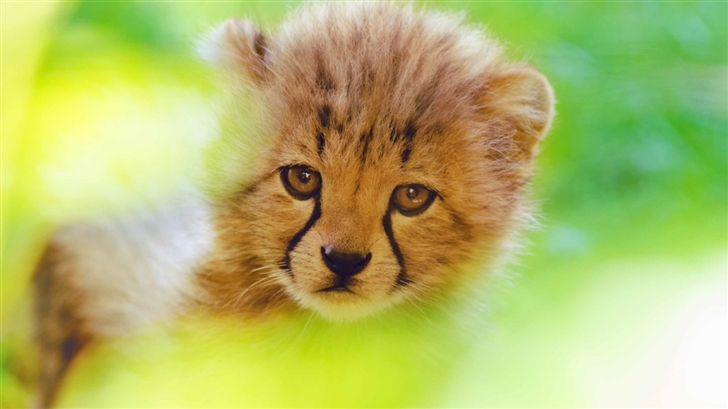 Cheetah Cub Face Mac Wallpaper