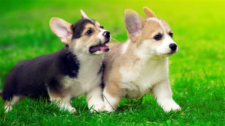 Cute Pembroke Welsh Puppies Mac Wallpaper
