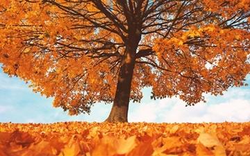 Trees With Yellow Leaves In Falls All Mac wallpaper