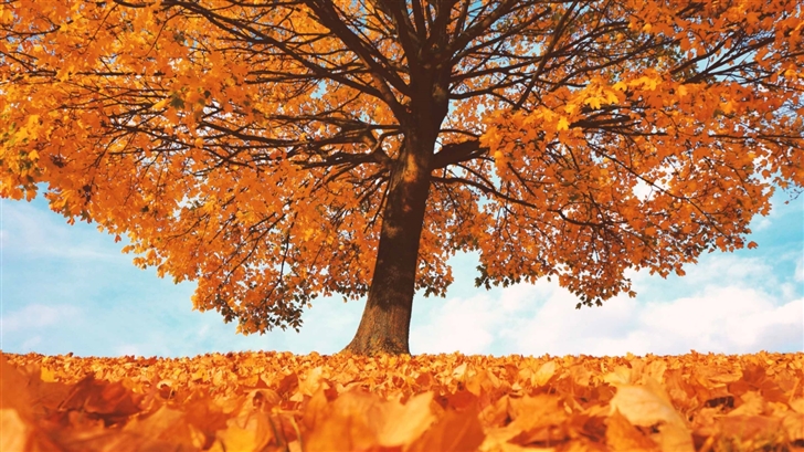 Trees With Yellow Leaves In Falls Mac Wallpaper