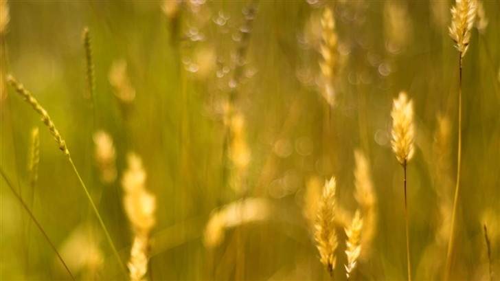 Golden Grass Seeds Mac Wallpaper