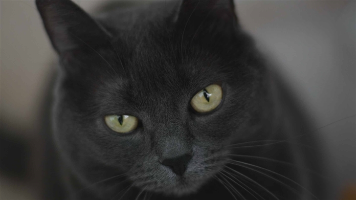 Gray Cat With Green Eyes Mac Wallpaper