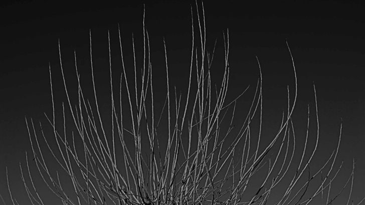 Branches Black And White Mac Wallpaper