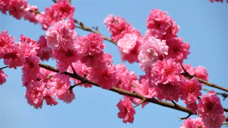 Peach Tree In Bloom Tokyo Mac Wallpaper