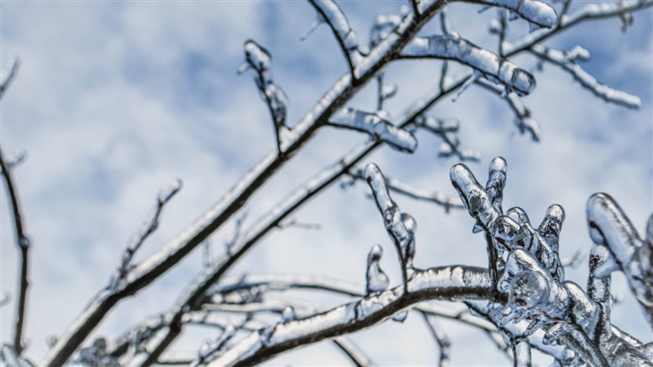 Branches Engulfed In Ice Mac Wallpaper