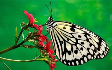 Butterfly Nature All Mac wallpaper