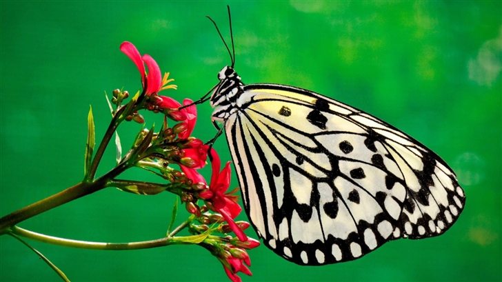 Butterfly Nature Mac Wallpaper