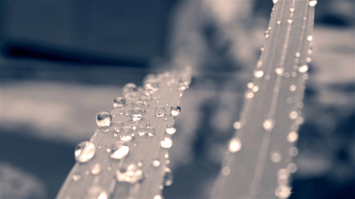 Beautiful Water Drops Mac Wallpaper