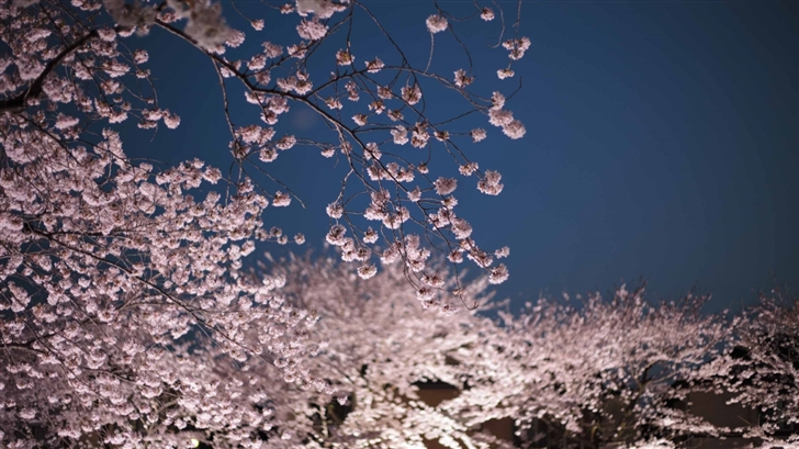Cherry Blossoms Night Mac Wallpaper