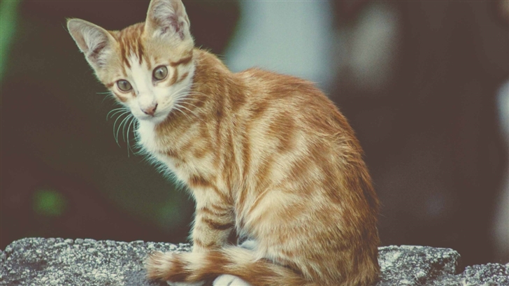 Cat Kedi Mac Wallpaper