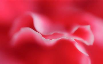 Red Petals MacBook Air wallpaper