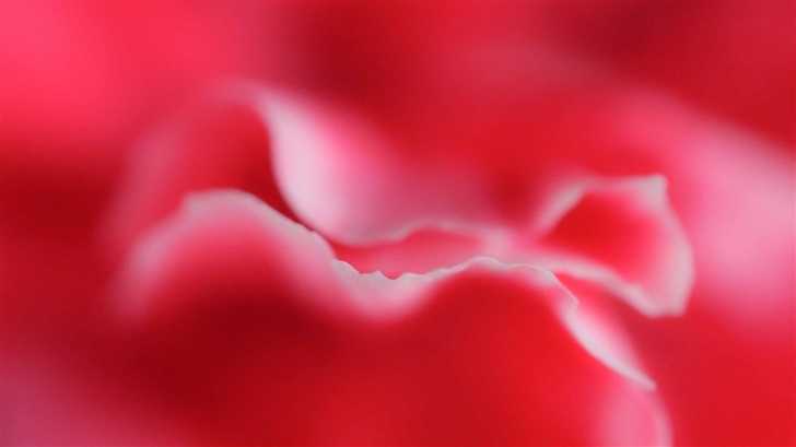 Red Petals Mac Wallpaper