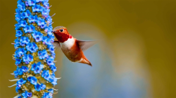 Rufous Hummingbird Feeding Mac Wallpaper