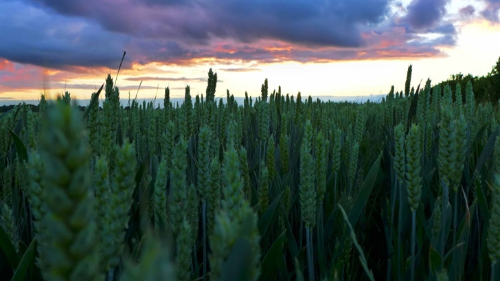 Sunset In The Wheat Field Mac Wallpaper