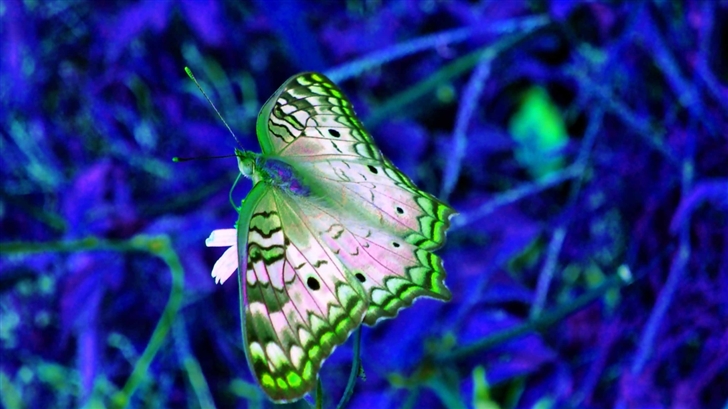 Blue And Green Butterfly Mac Wallpaper