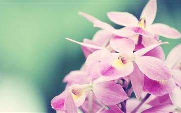 Pink Orchids MacBook Air wallpaper