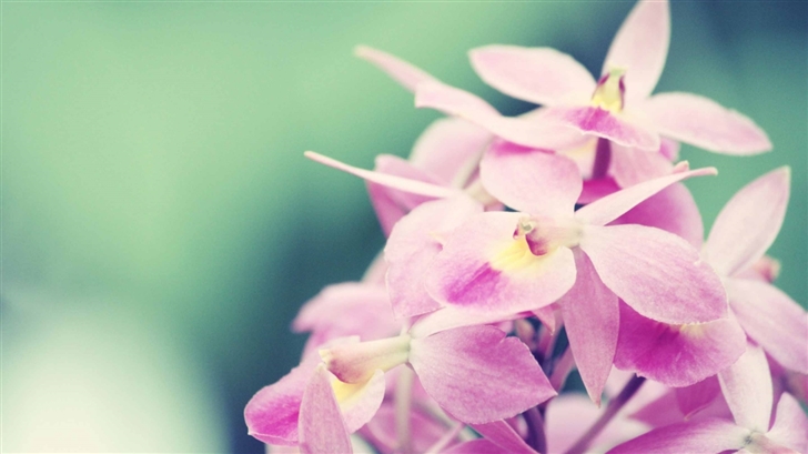 Pink Orchids Mac Wallpaper