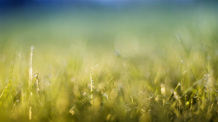 Grass Meadow Mac Wallpaper