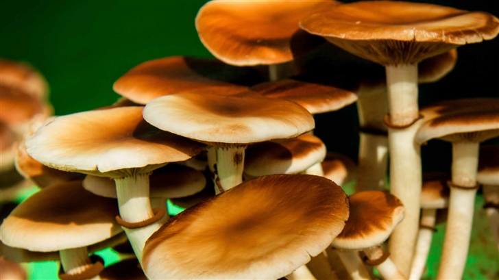 The Mushrooms Mac Wallpaper