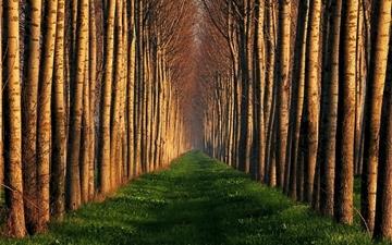 Path Lined With Trees All Mac wallpaper