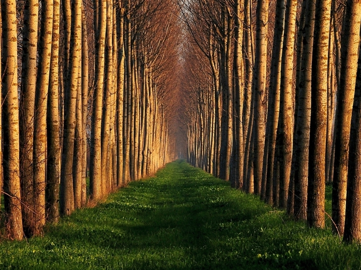 Path Lined With Trees Mac Wallpaper