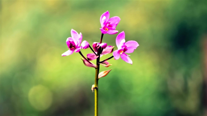 Pink Orkid Mac Wallpaper