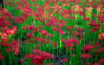 Red Spider Lily Field All Mac wallpaper