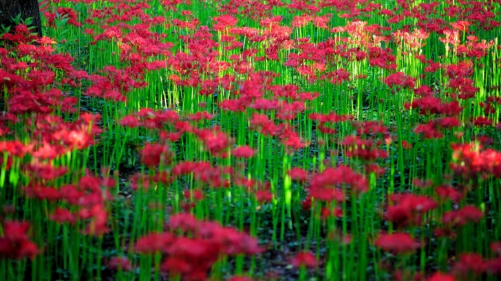 Red Spider Lily Field Mac Wallpaper