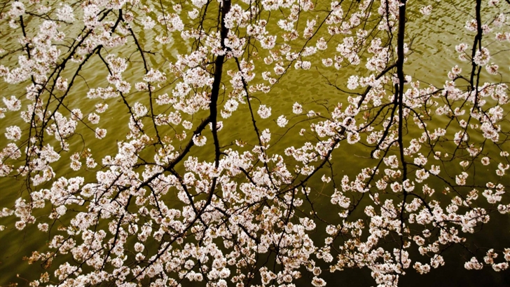 Sakura Branches Mac Wallpaper