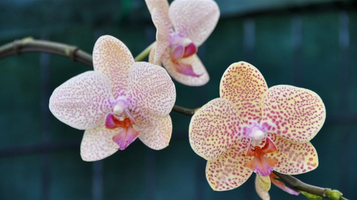 Three Orchids Mac Wallpaper