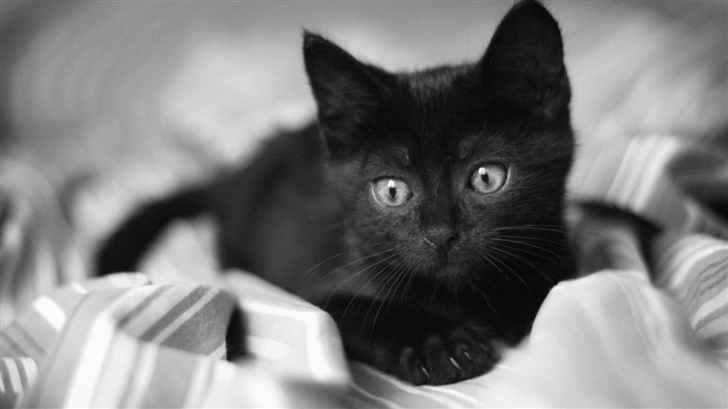 Black Kitten Mac Wallpaper