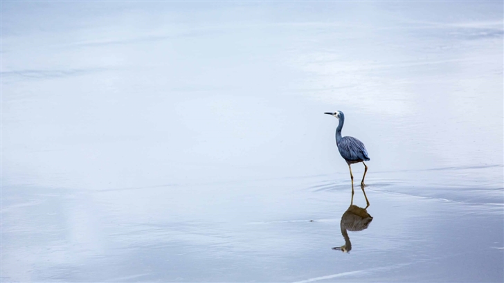 Birds Reflection In Water Mac Wallpaper