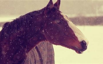 Horse In Winter All Mac wallpaper