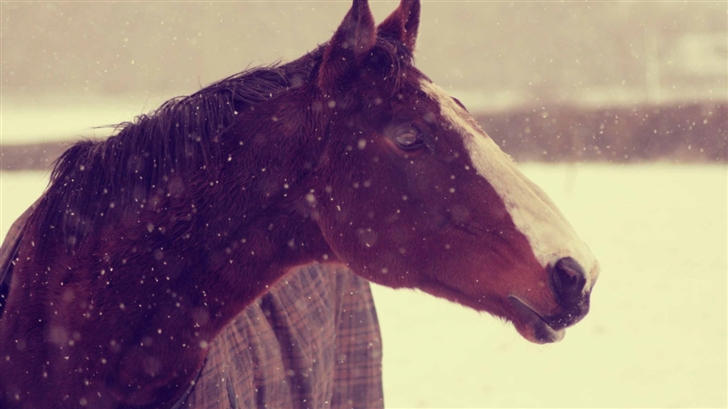 Horse In Winter Mac Wallpaper
