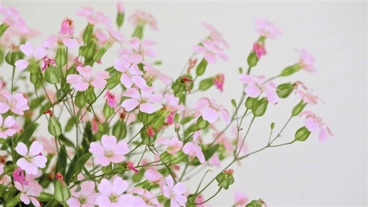 Cute Pink Flowers Mac Wallpaper