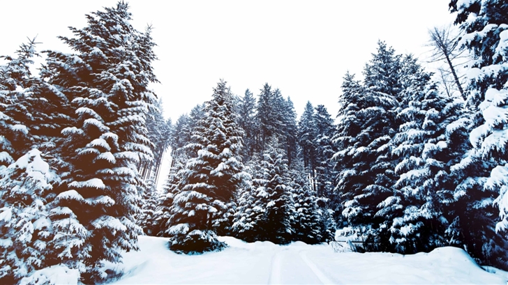 Winter Landscape Nature Mac Wallpaper