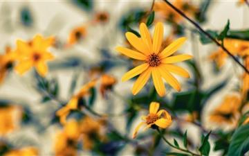 Yellow Flower All Mac wallpaper