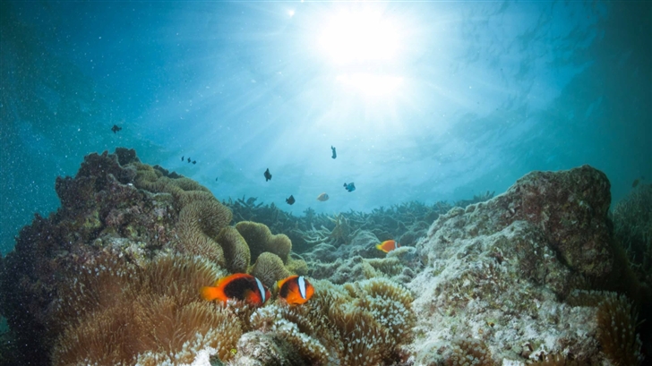 Coral Reef Mac Wallpaper