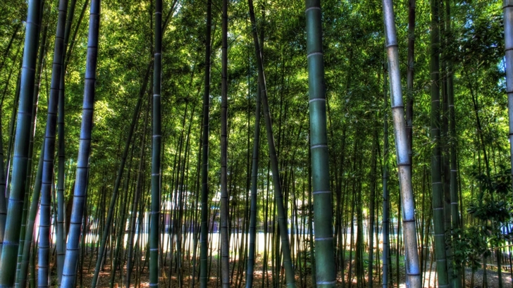 Inside The Bamboo Forest Mac Wallpaper