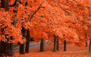 Beautiful Autumn Leafage MacBook Air wallpaper