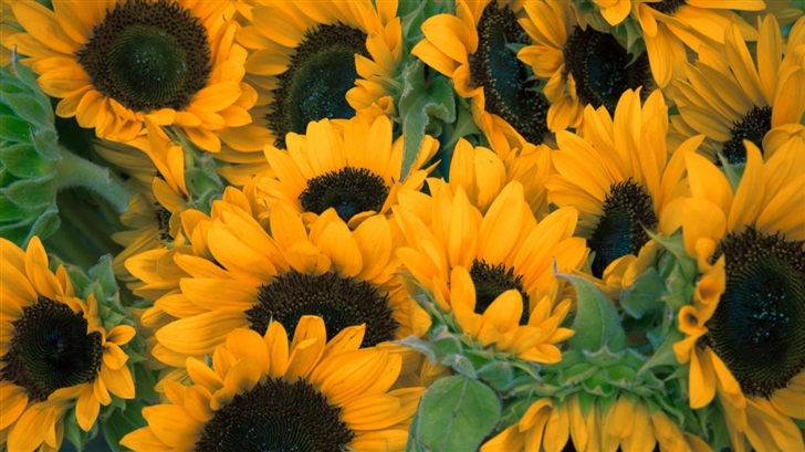 The Sunflowers Mac Wallpaper