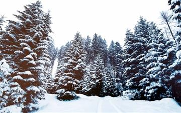 Winter Landscape All Mac wallpaper
