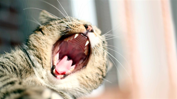 Cat Yawning Mac Wallpaper