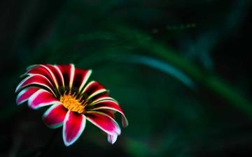 Flower With Red Petals All Mac wallpaper