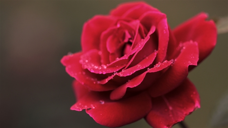 Red Rose Flower Macro Mac Wallpaper